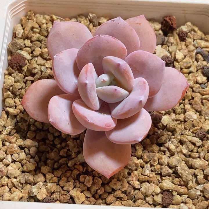 奶茶老桩多肉植物