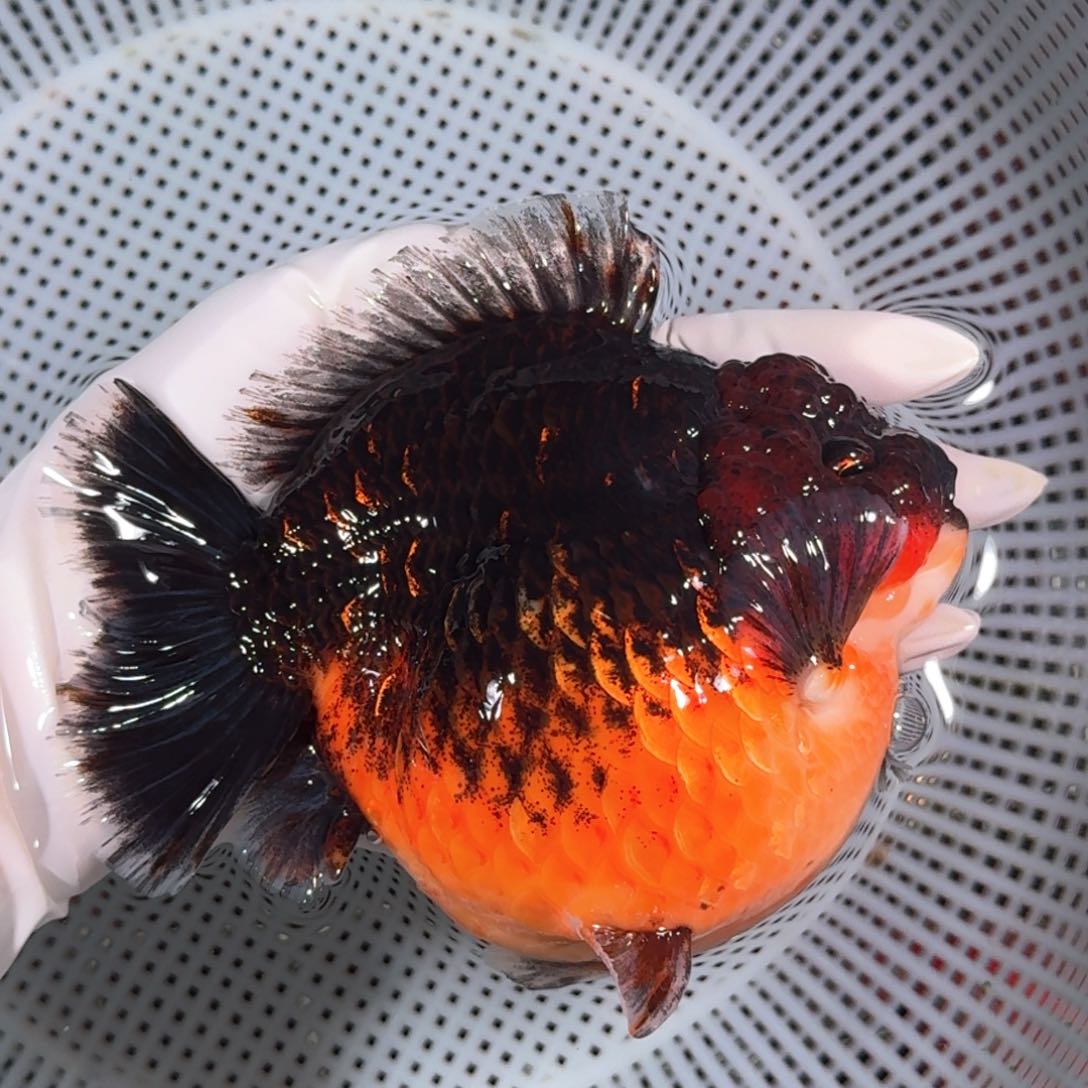 金鱼类不分公母16