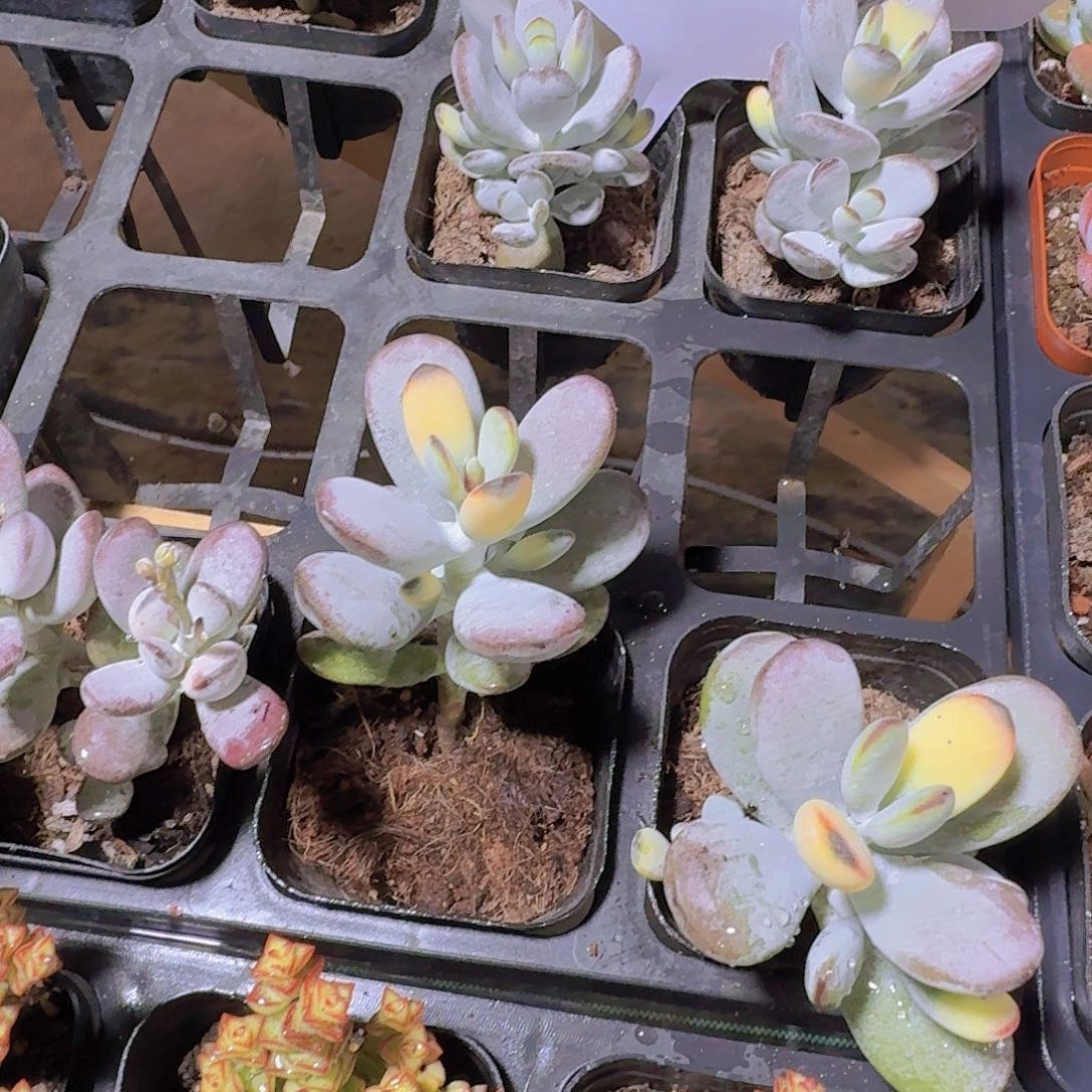 樱*烙乒乓福娘锦多肉植物