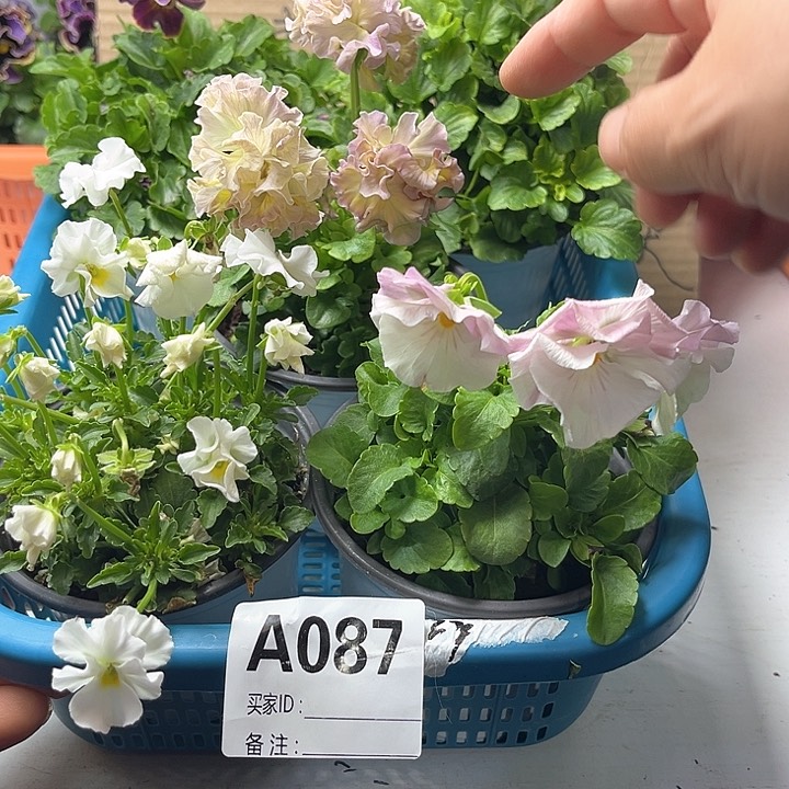 87号角堇清棚19.9米一筐