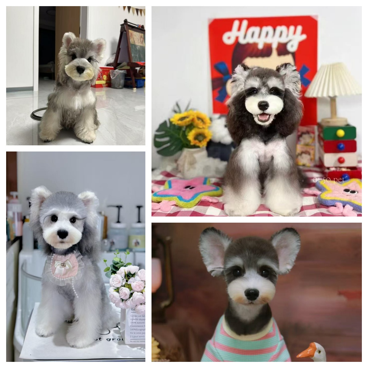 【乐派家~雪纳瑞】活体狗狗,一宠一拍雪纳瑞犬宠物宠物狗雪纳瑞幼犬