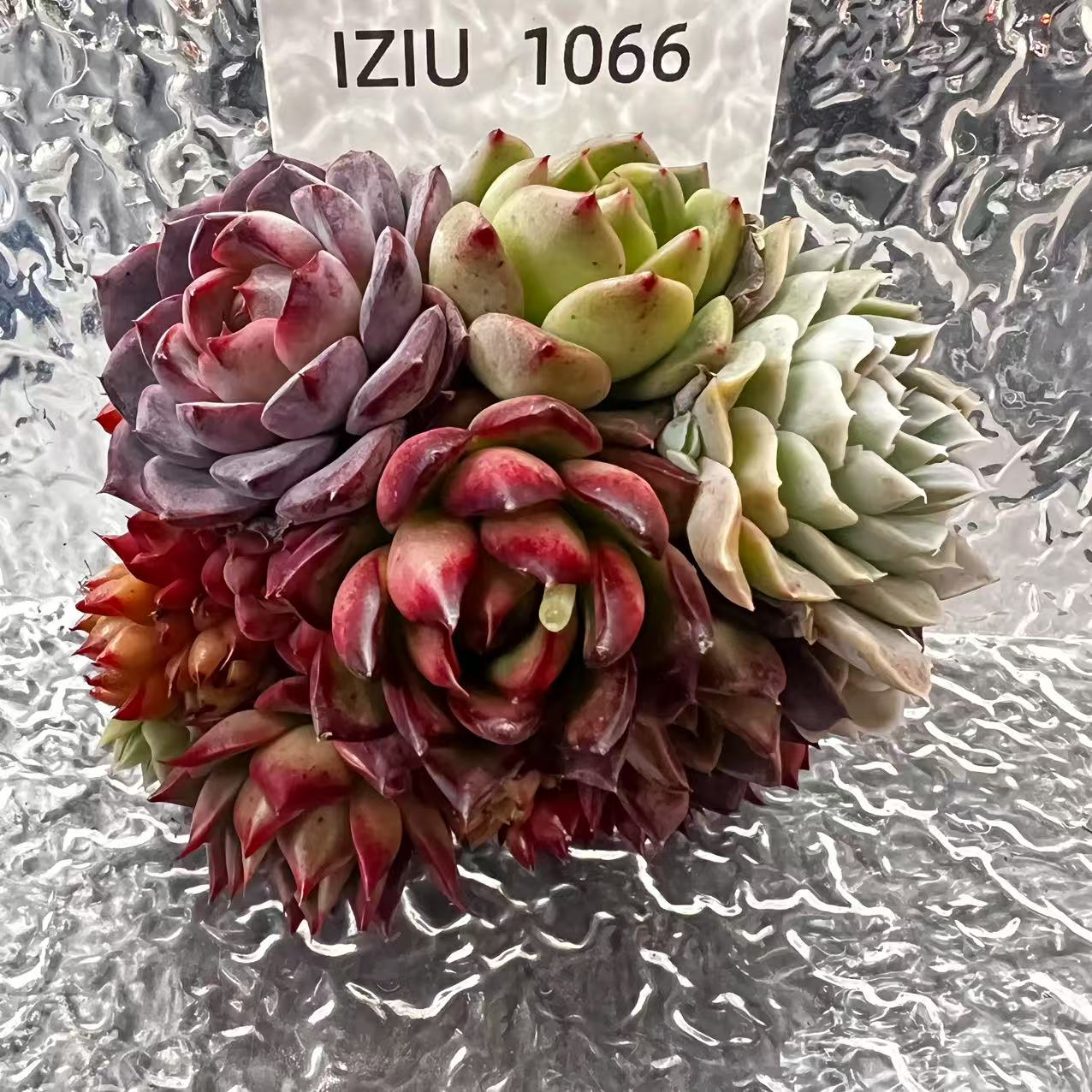 【直播专享】无土多肉--蛋糕40（不含盆）