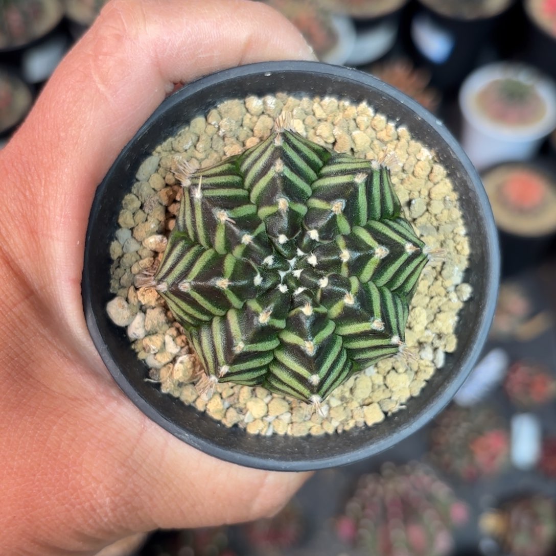 泰系米哈仙人球实生28