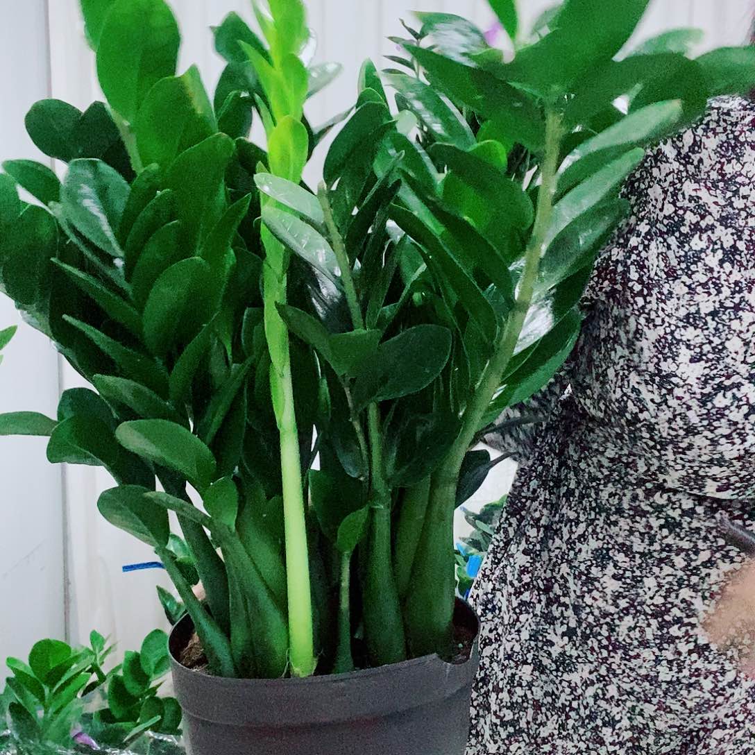 安***点不开花植物25规格圆叶