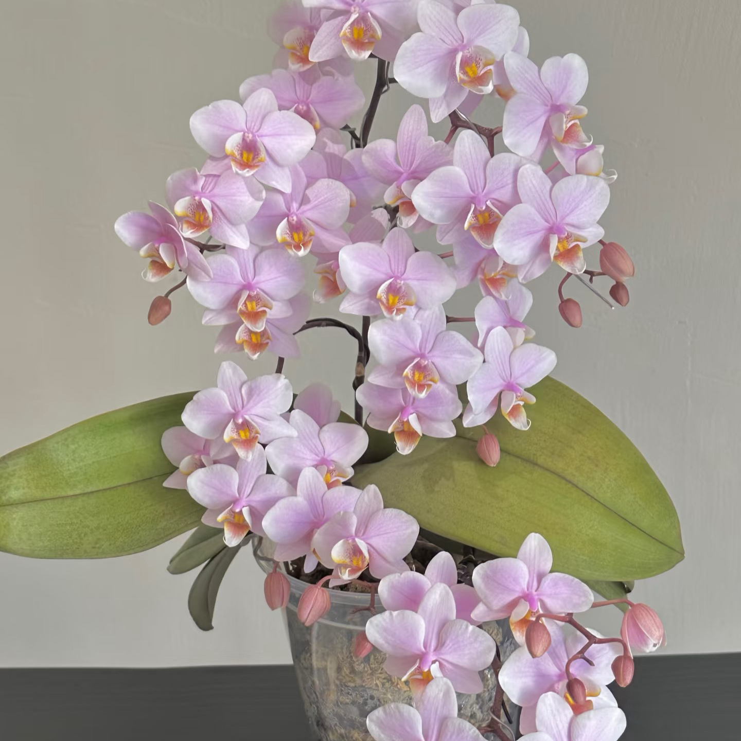 稀有槟榔西施蝴蝶兰年宵花