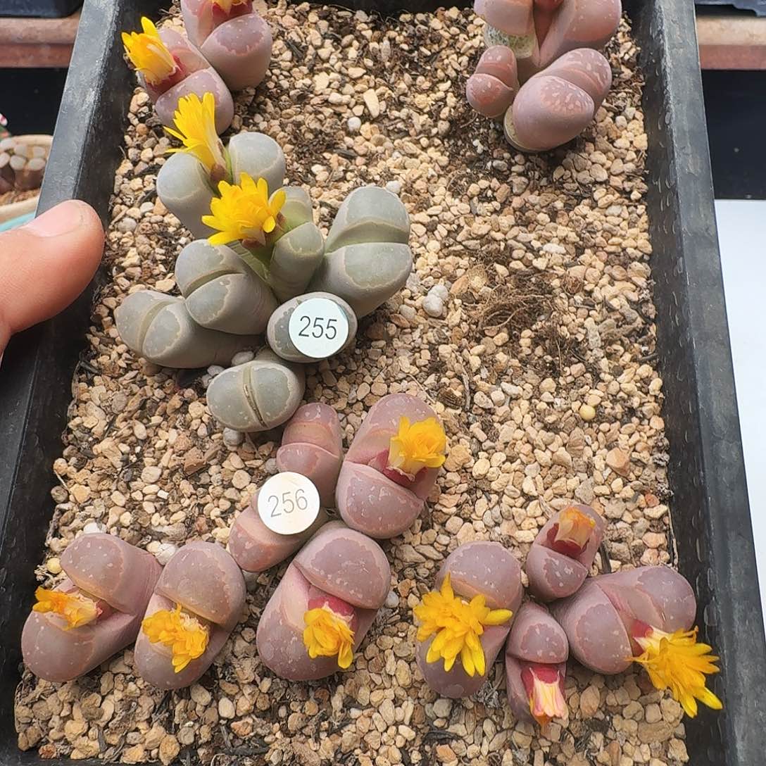 多肉植物福利肉锥620