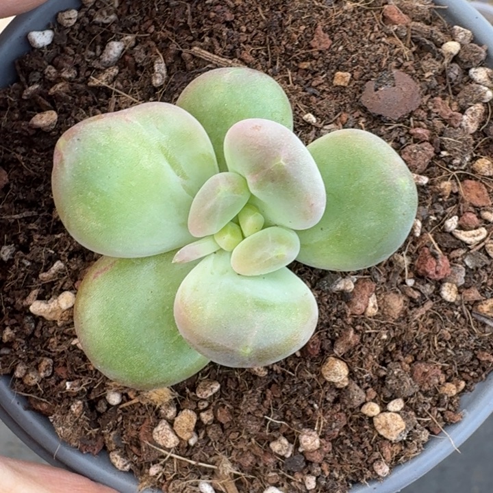 奶龙 叶插 一物一拍