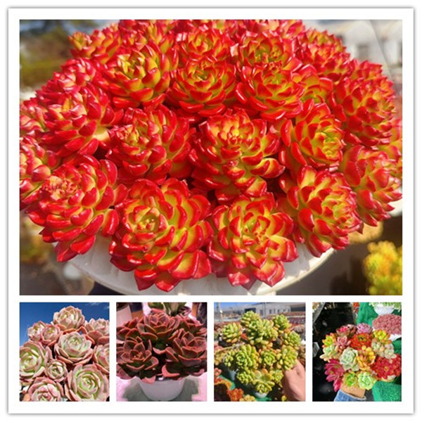 XS爱马斯玫瑰+罗马盆组合多肉植物耐旱 好养