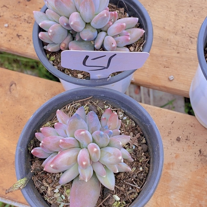 我自己买票吧明天