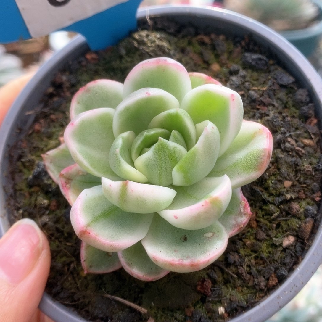 C268黄玫瑰锦锦锦锦锦