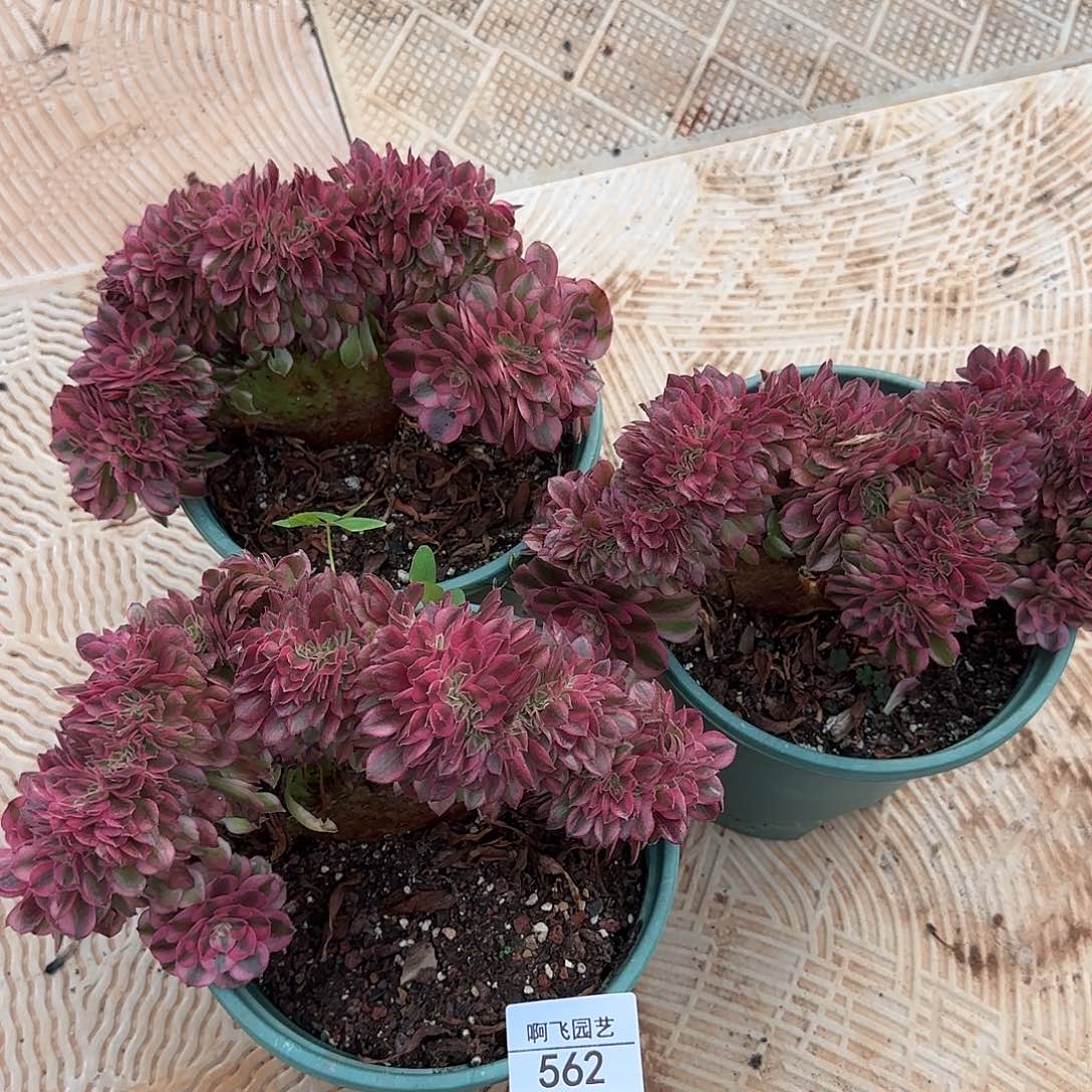 562多肉 荔枝缀化法师