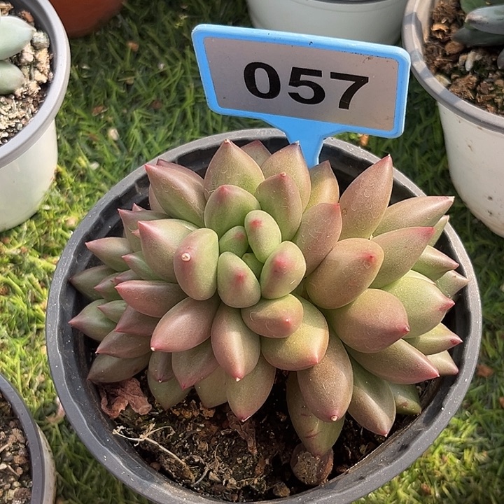 米其林一物一拍057