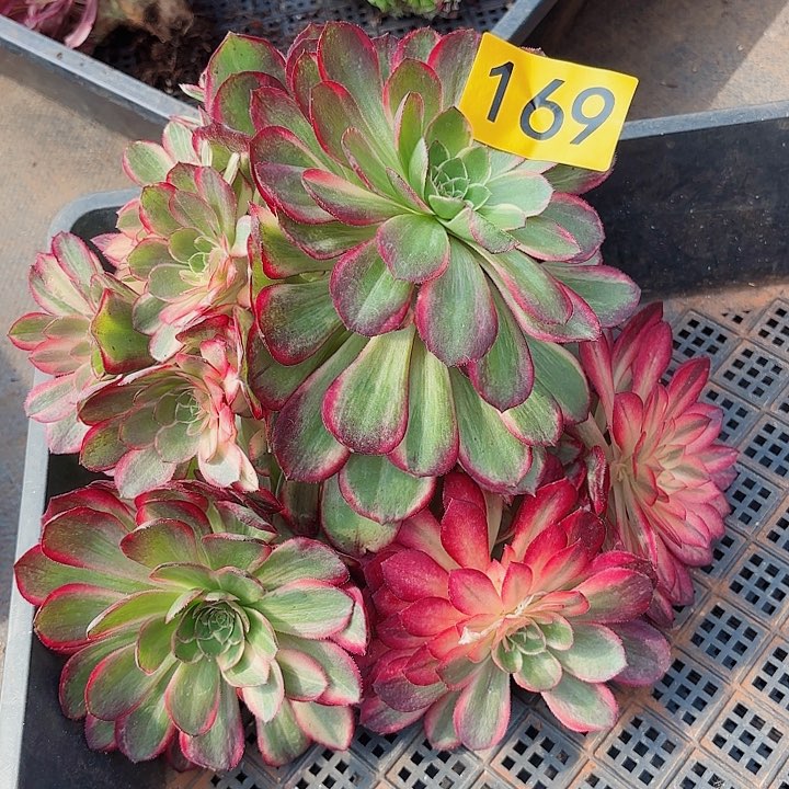 多肉植物福利169