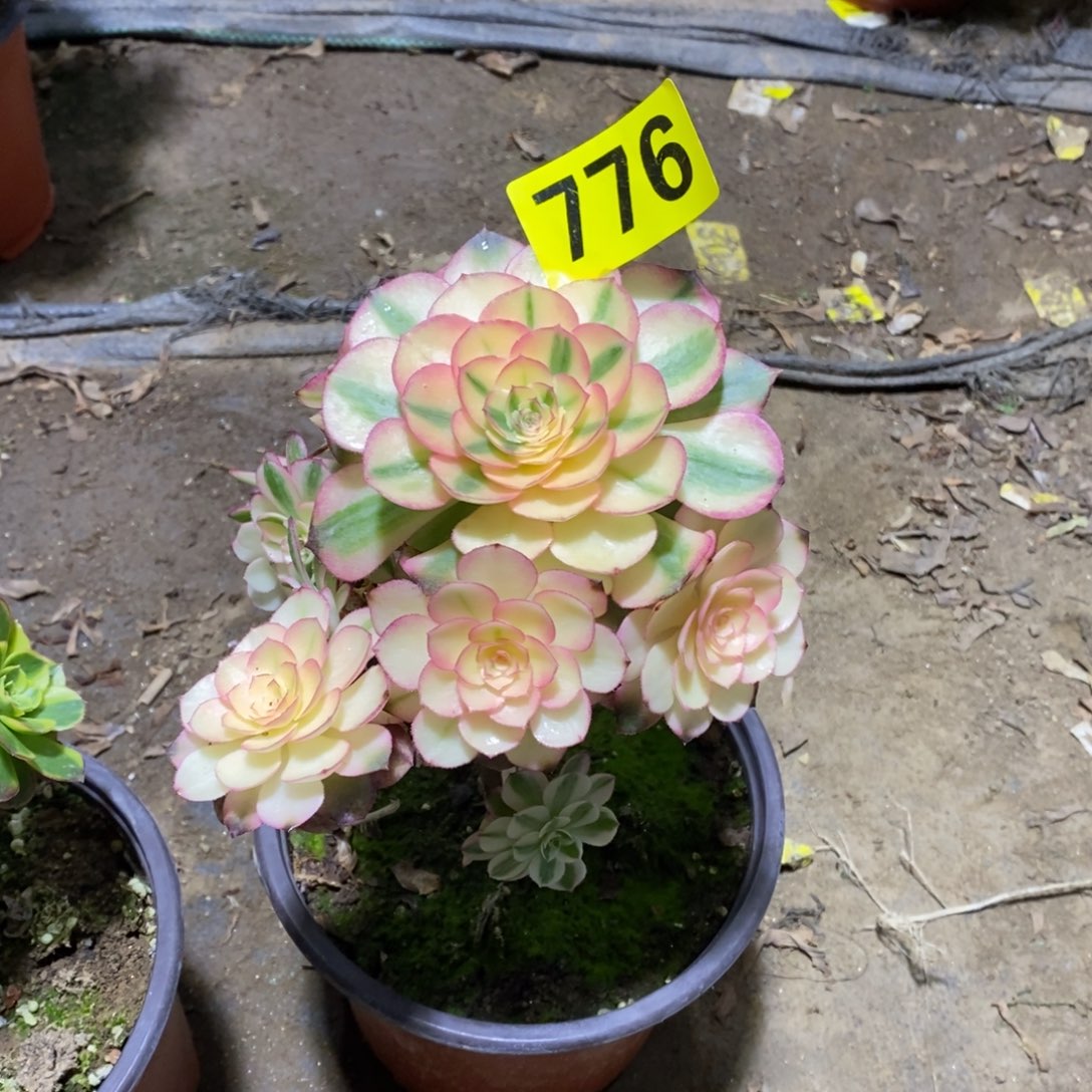 荔枝有砍多肉法师776