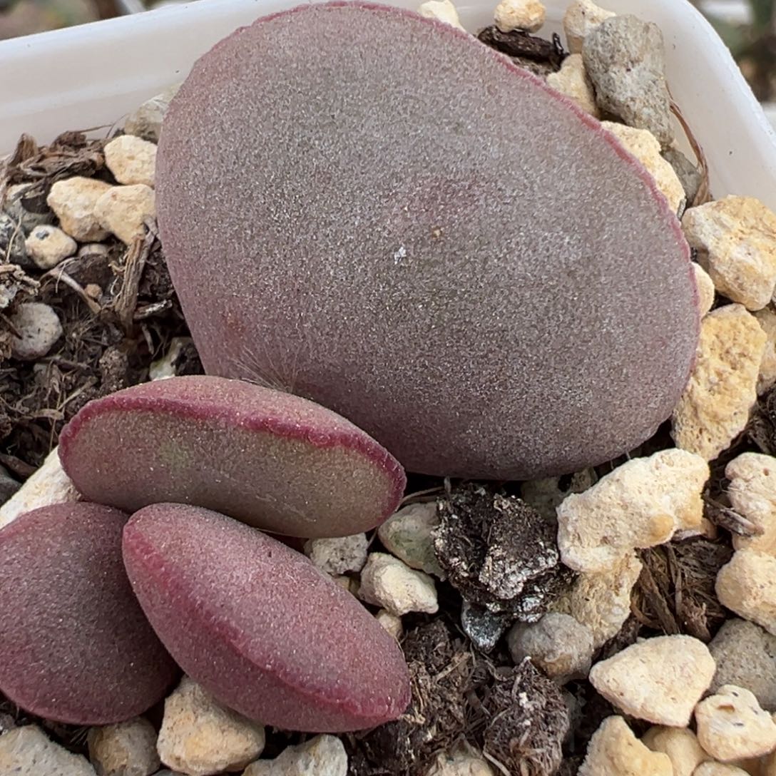 白肌红蛋大苗多肉植物水泡