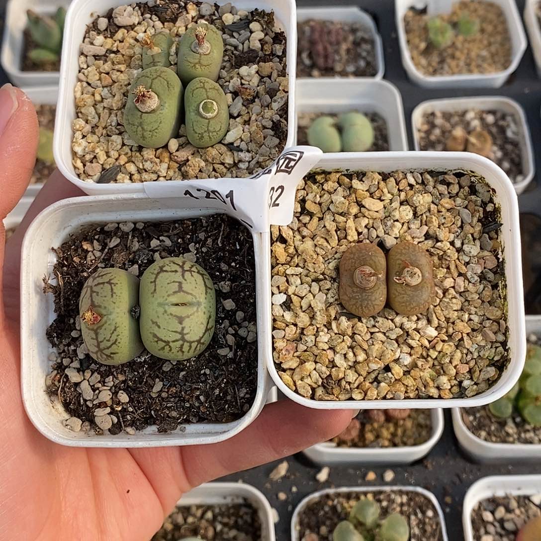 不****！201-32-杂交三颗。    