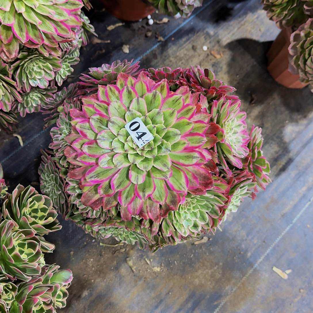 044糖果粉黛多肉植物