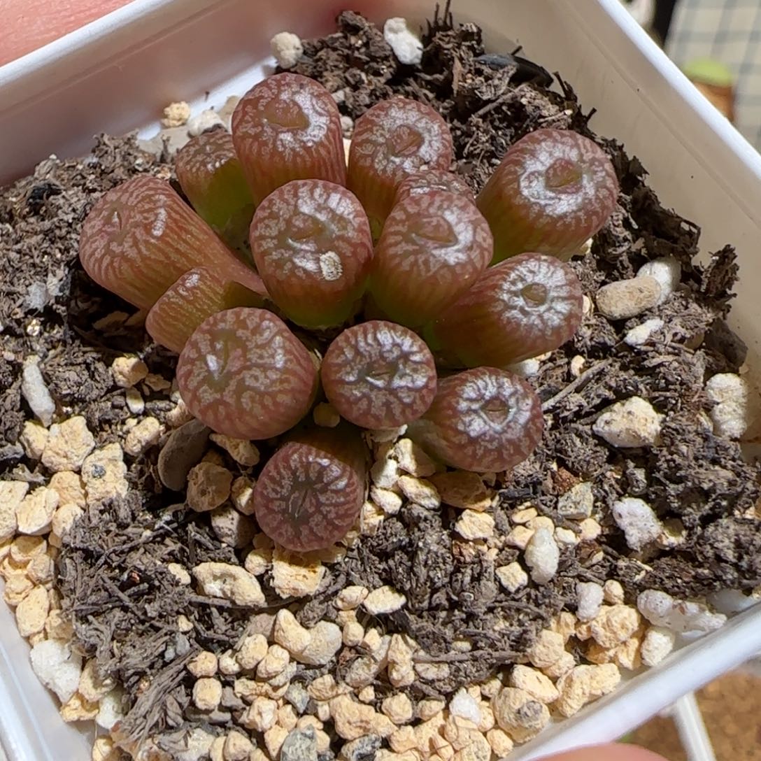 肉锥多肉植物组合-流水铜壶1454