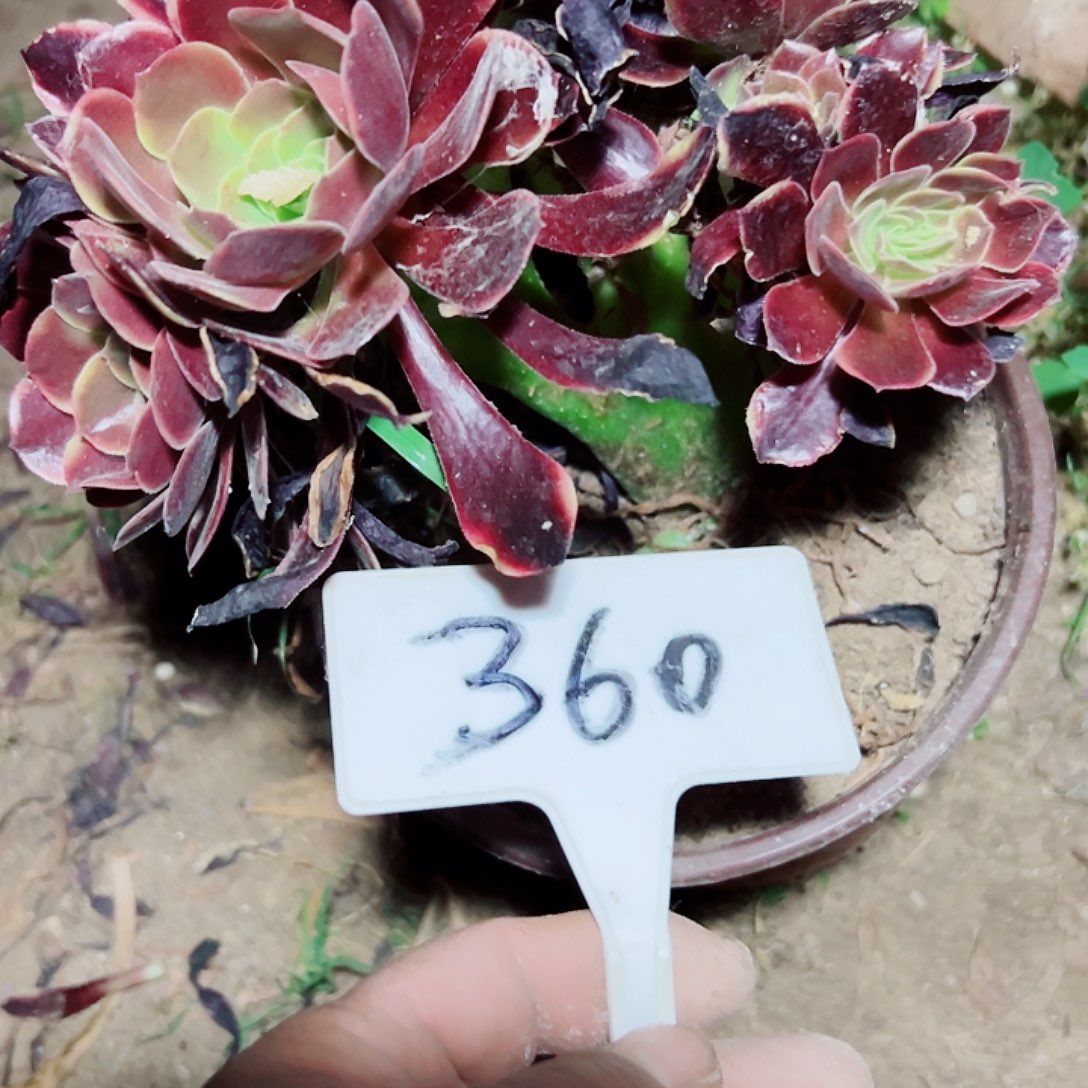 小****多肉植物欧嘉莉缀花