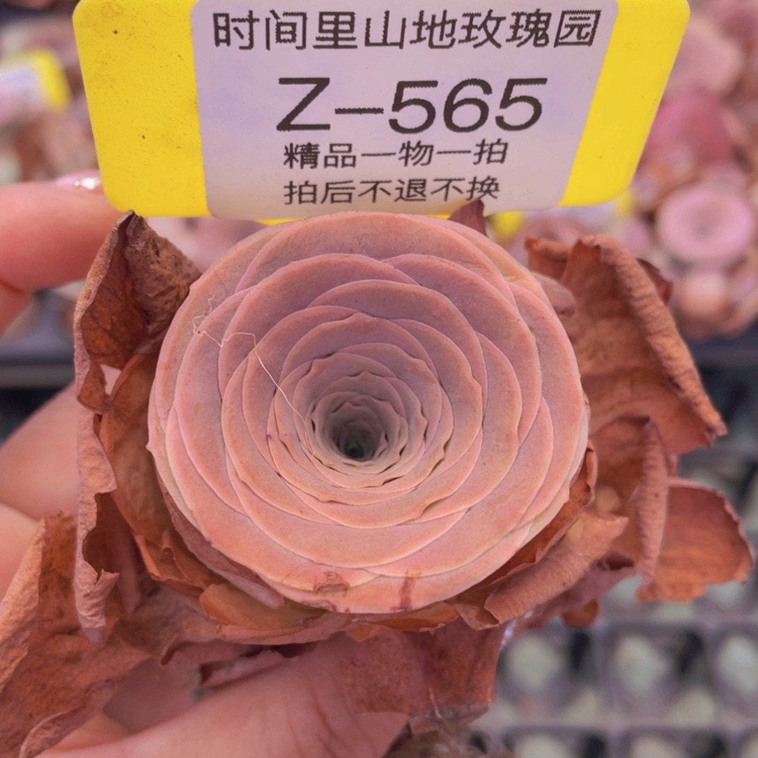 >****山地玫瑰Z565裸根发货不售后