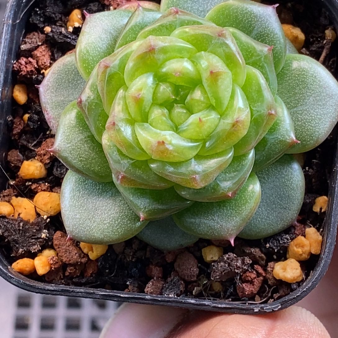 天官赐福百无禁忌