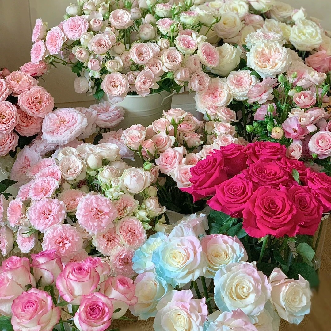 【基地鲜切花】任意基地鲜切花2把2个不同品种|云南基地直发