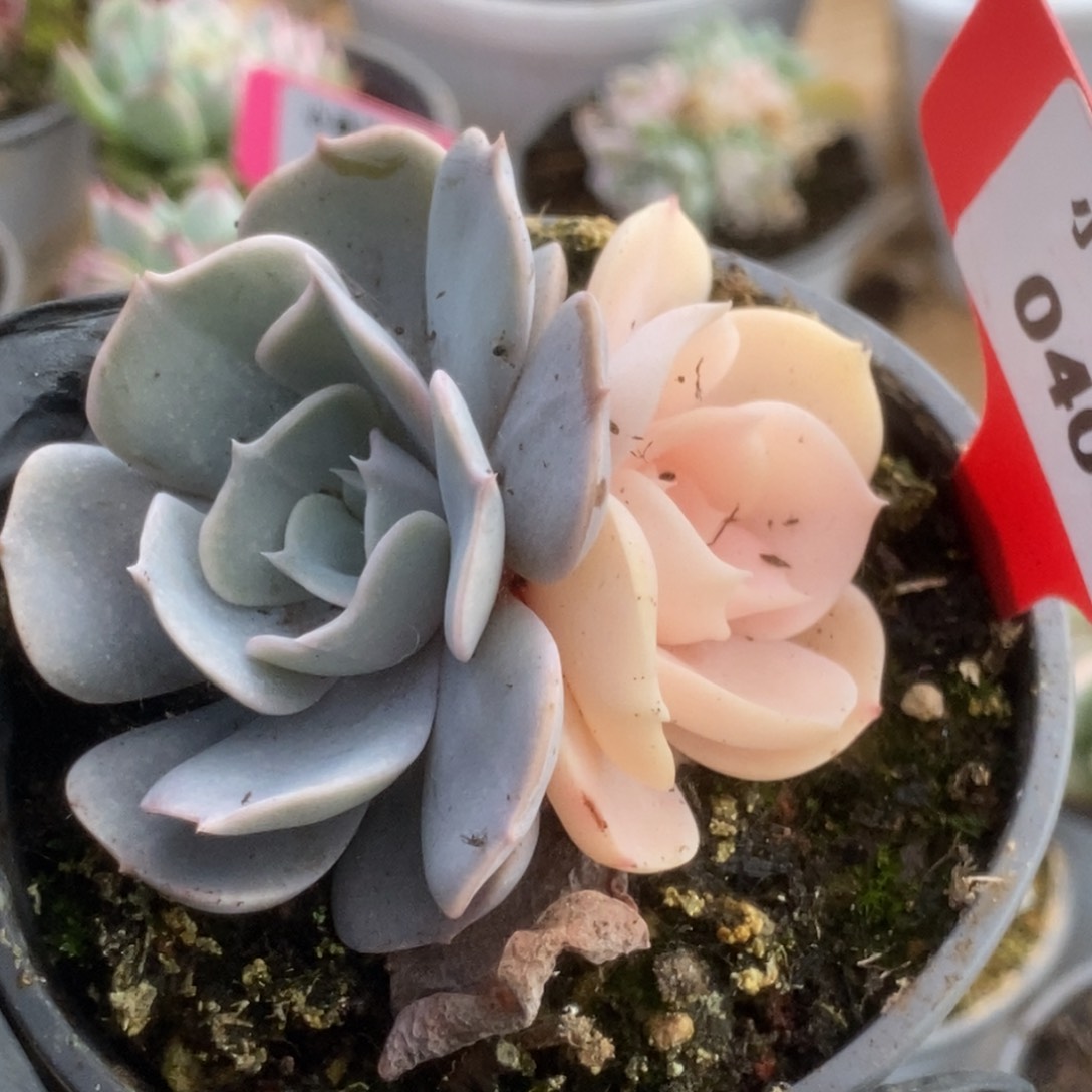 400双子座锦锦锦锦锦