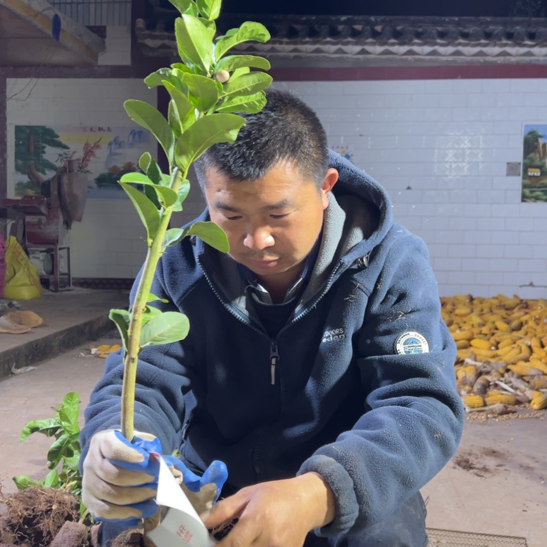 张***墨无花朵5660一颗香橼带花