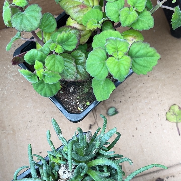 大爱式言命草zzzzz