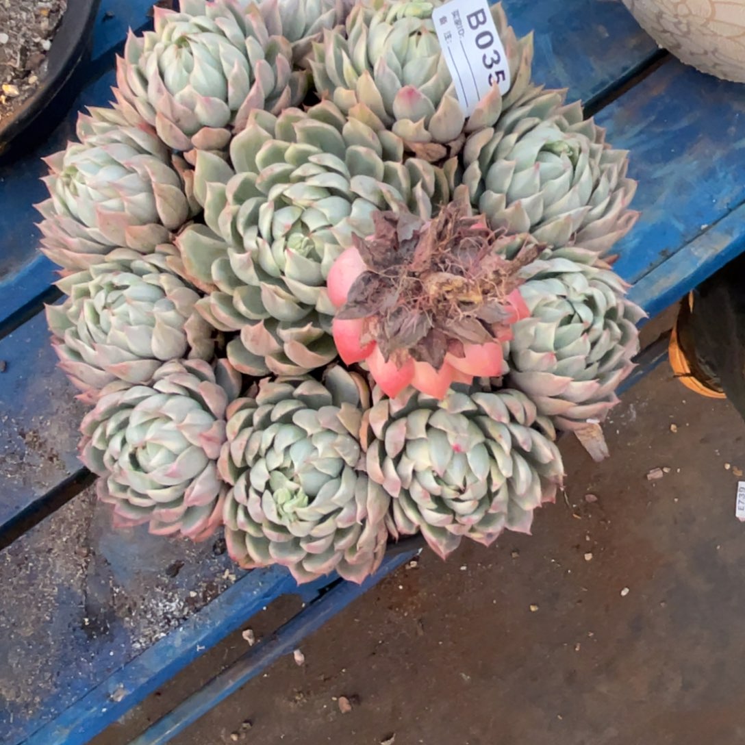 *****无花朵若如东云单拍D035