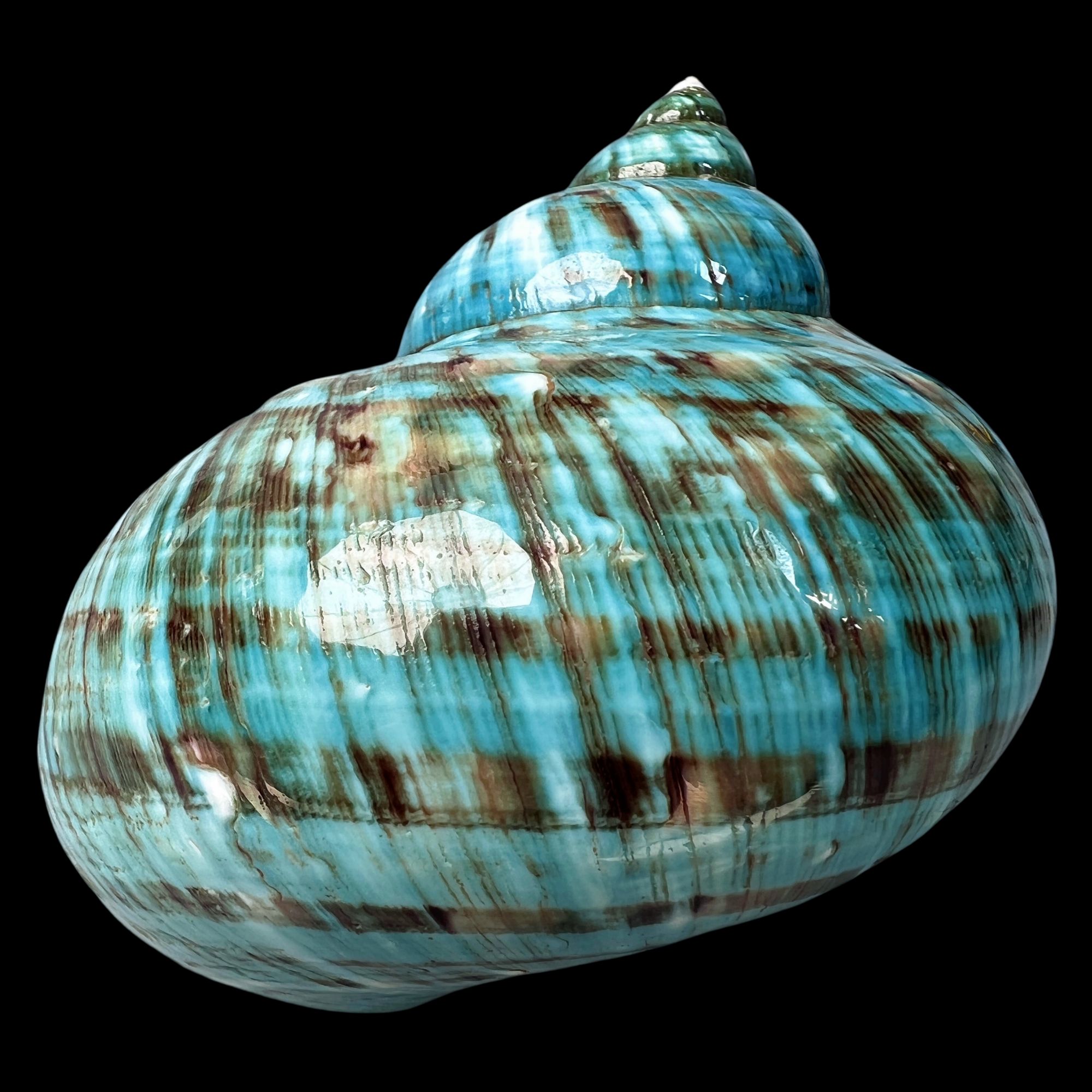 【帝王螺杯（特大！收藏）】95.8m 赠1串杯托 天然贝壳 V V7