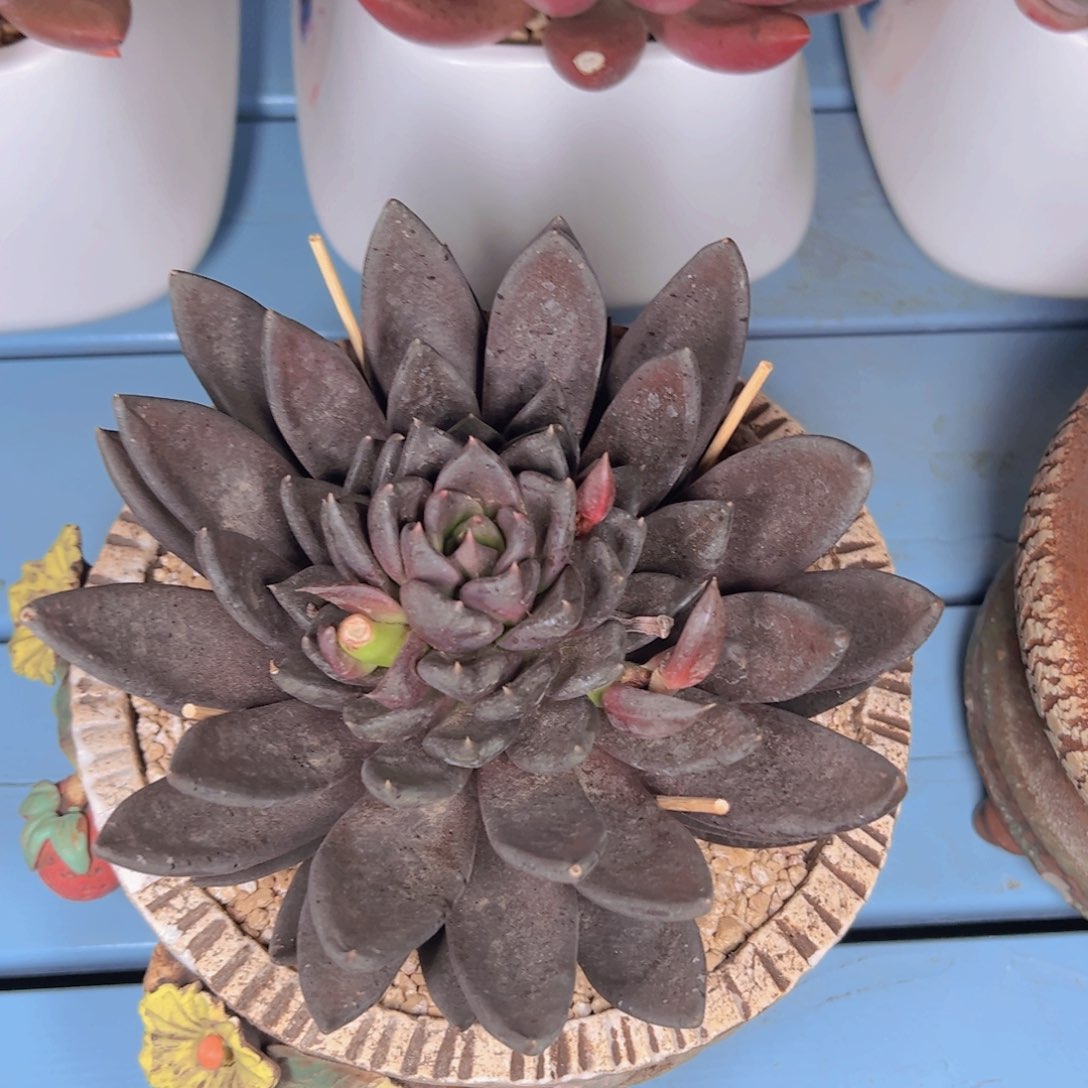 &****】多肉植物保护研究所所长