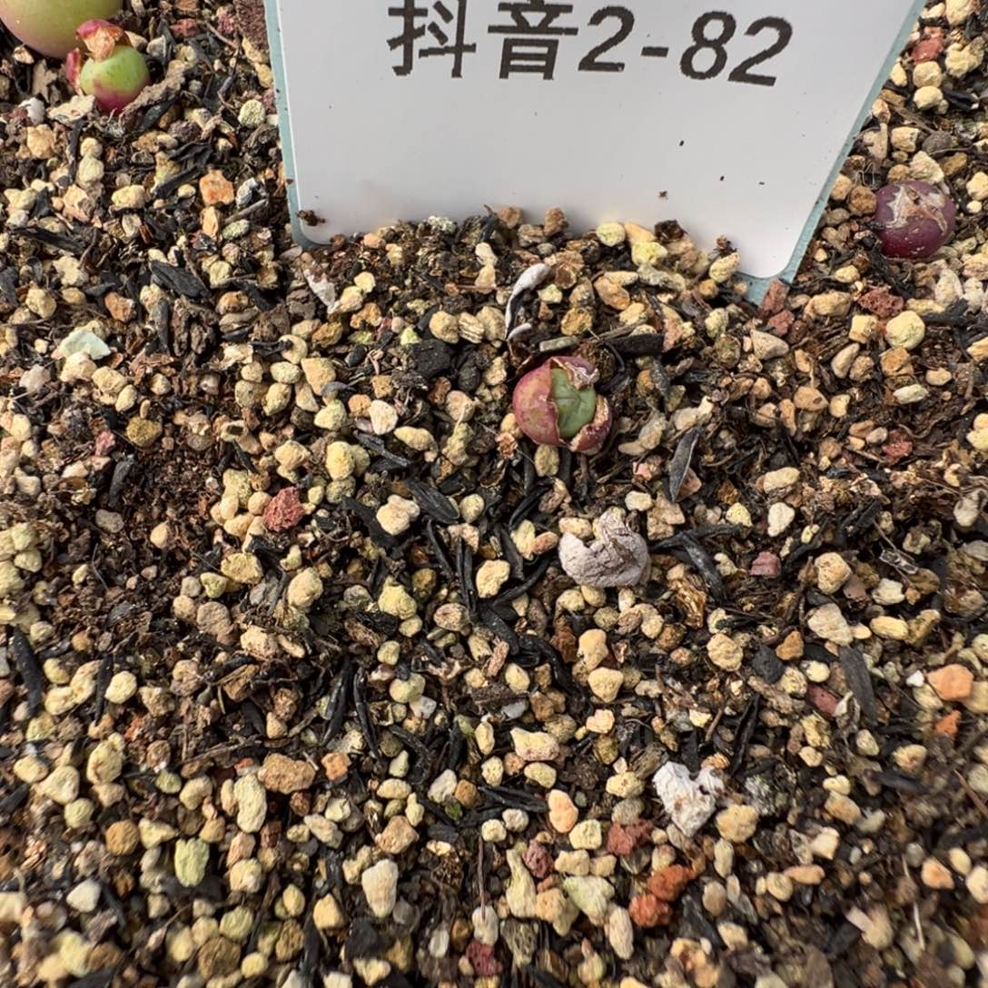 2-82量拍2736杂5颗，多肉