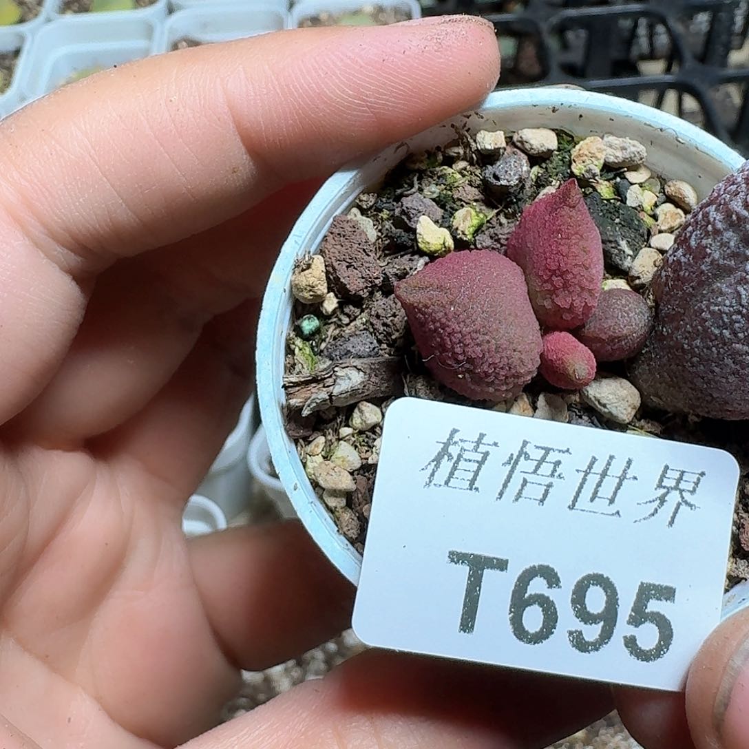 695盒多肉植物哇f g