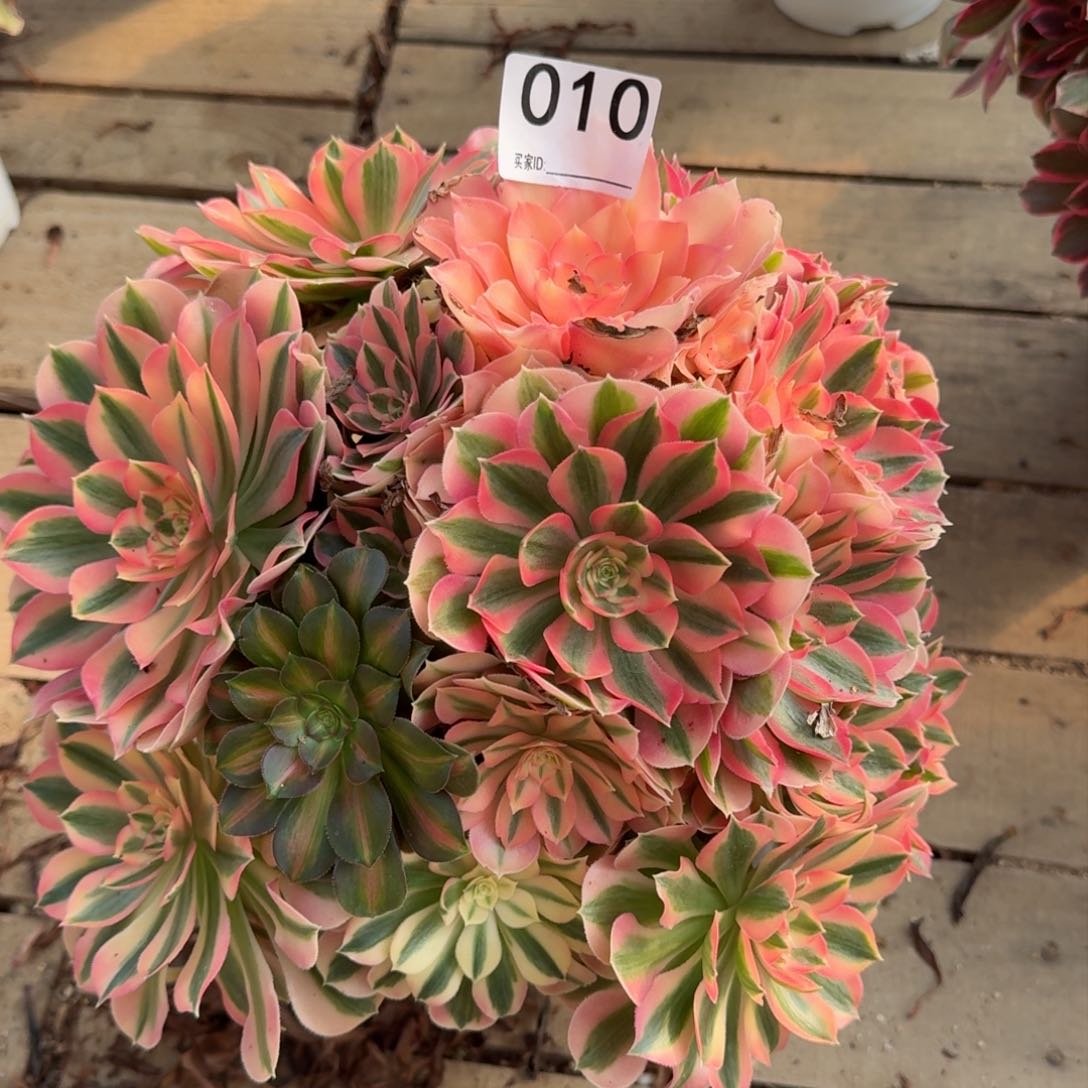 【闪购商品】010多肉