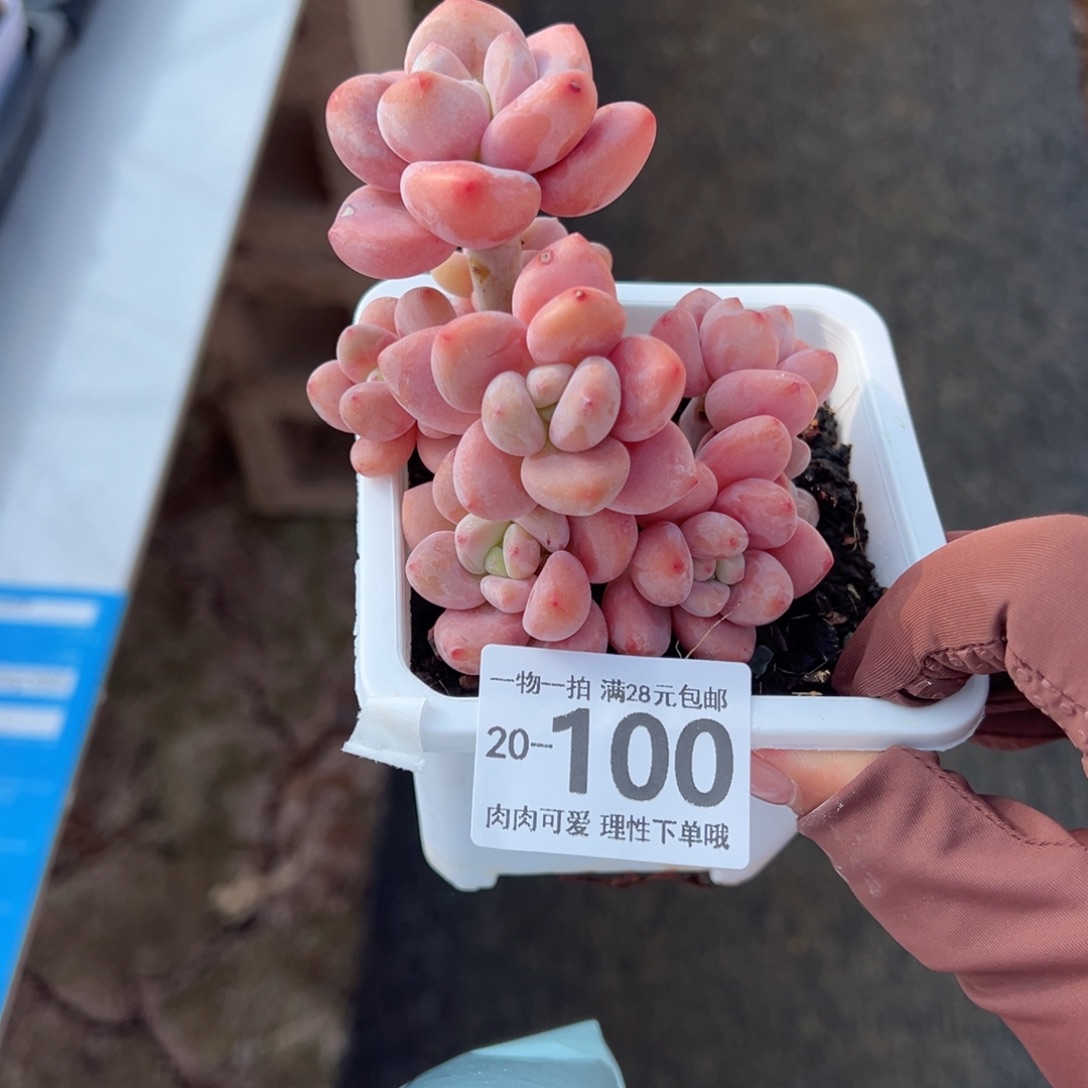 红洛神多肉多肉多肉多肉