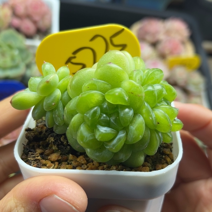 独家定繁玲珑珍妮5775