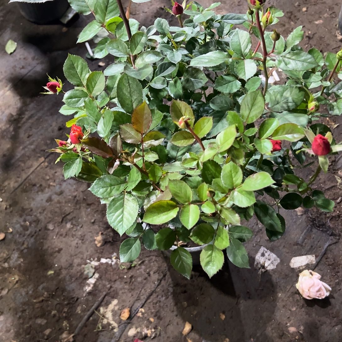 无花朵38号一物一拍