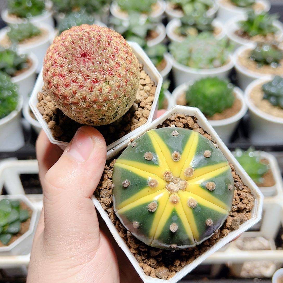 红太阳➕星兜锦发货