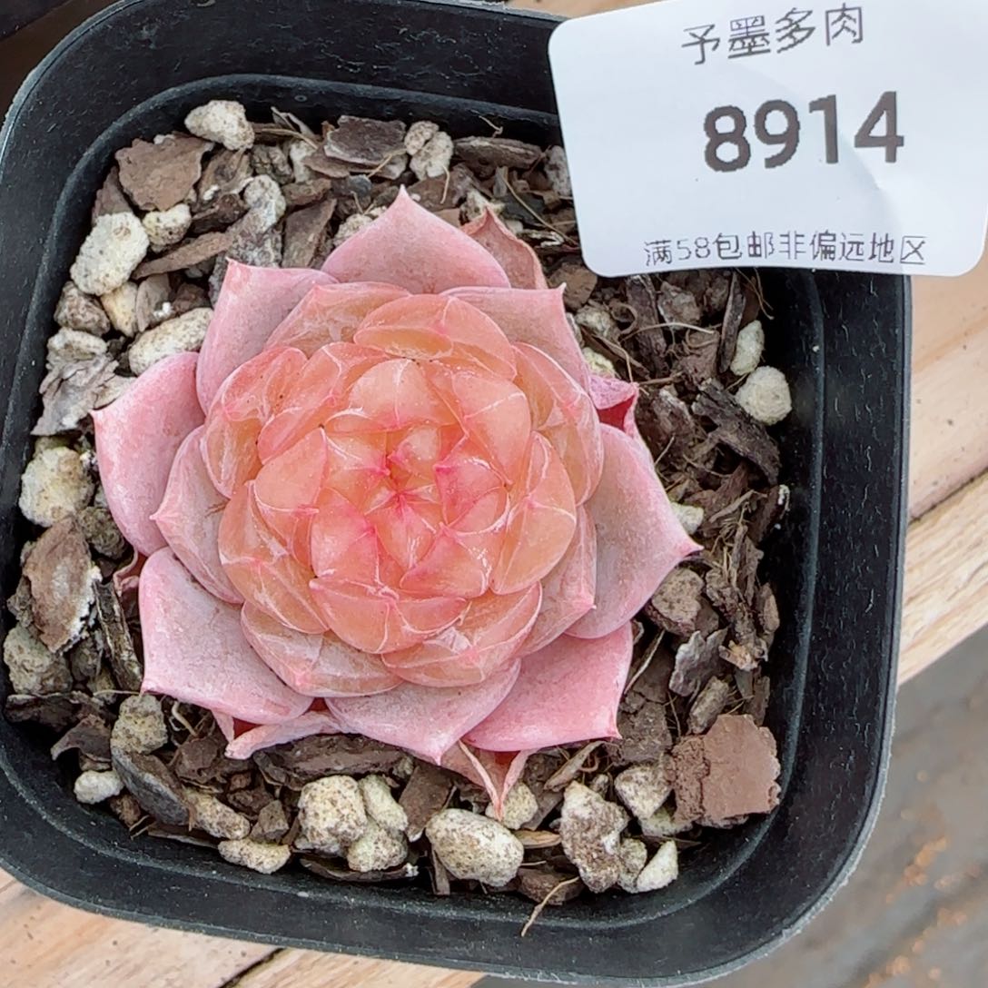 珍妮，8914多肉植物