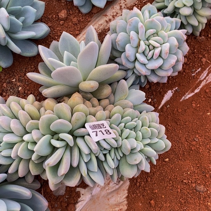 华*～718多肉植物保护研究所