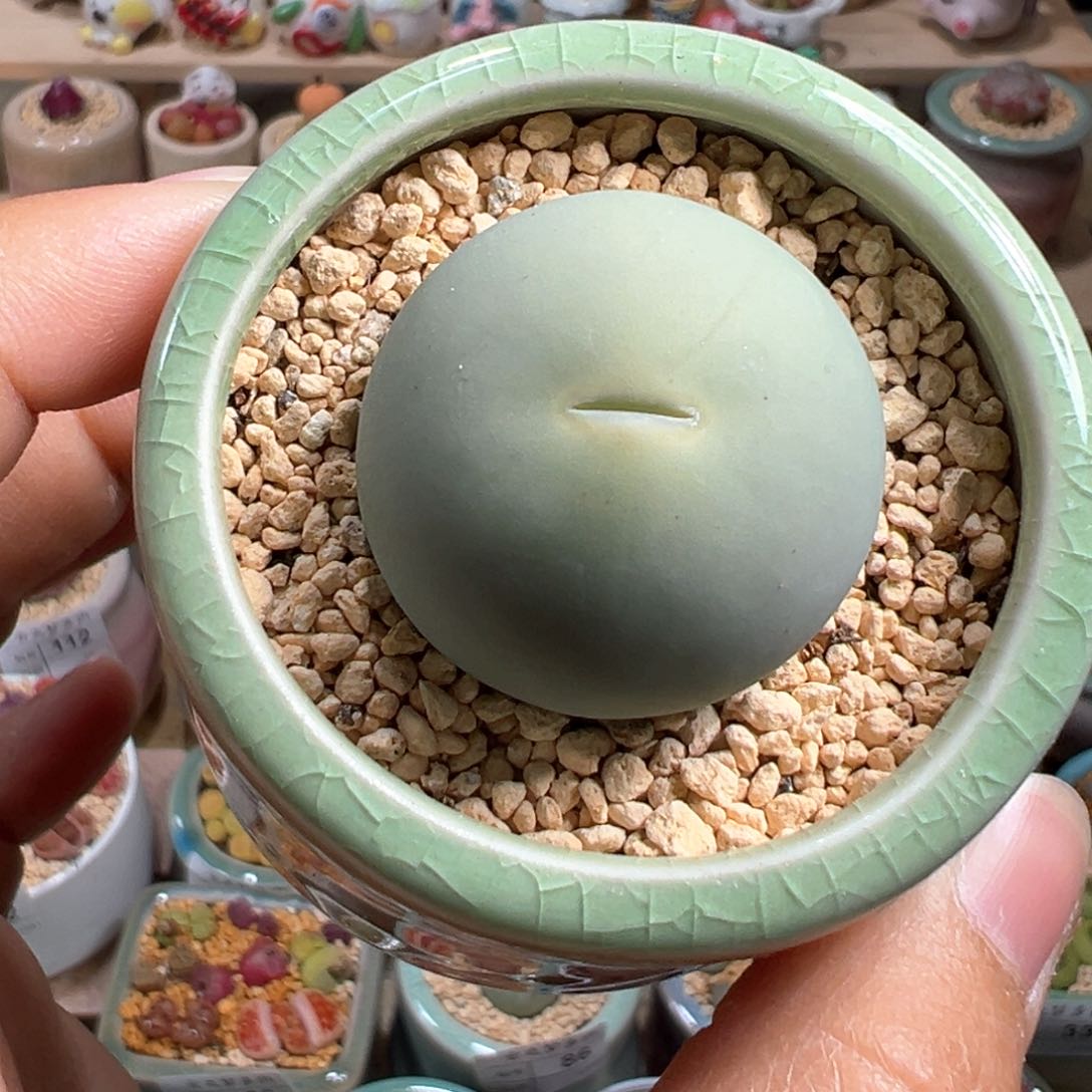 多肉植物118号鸽子蛋