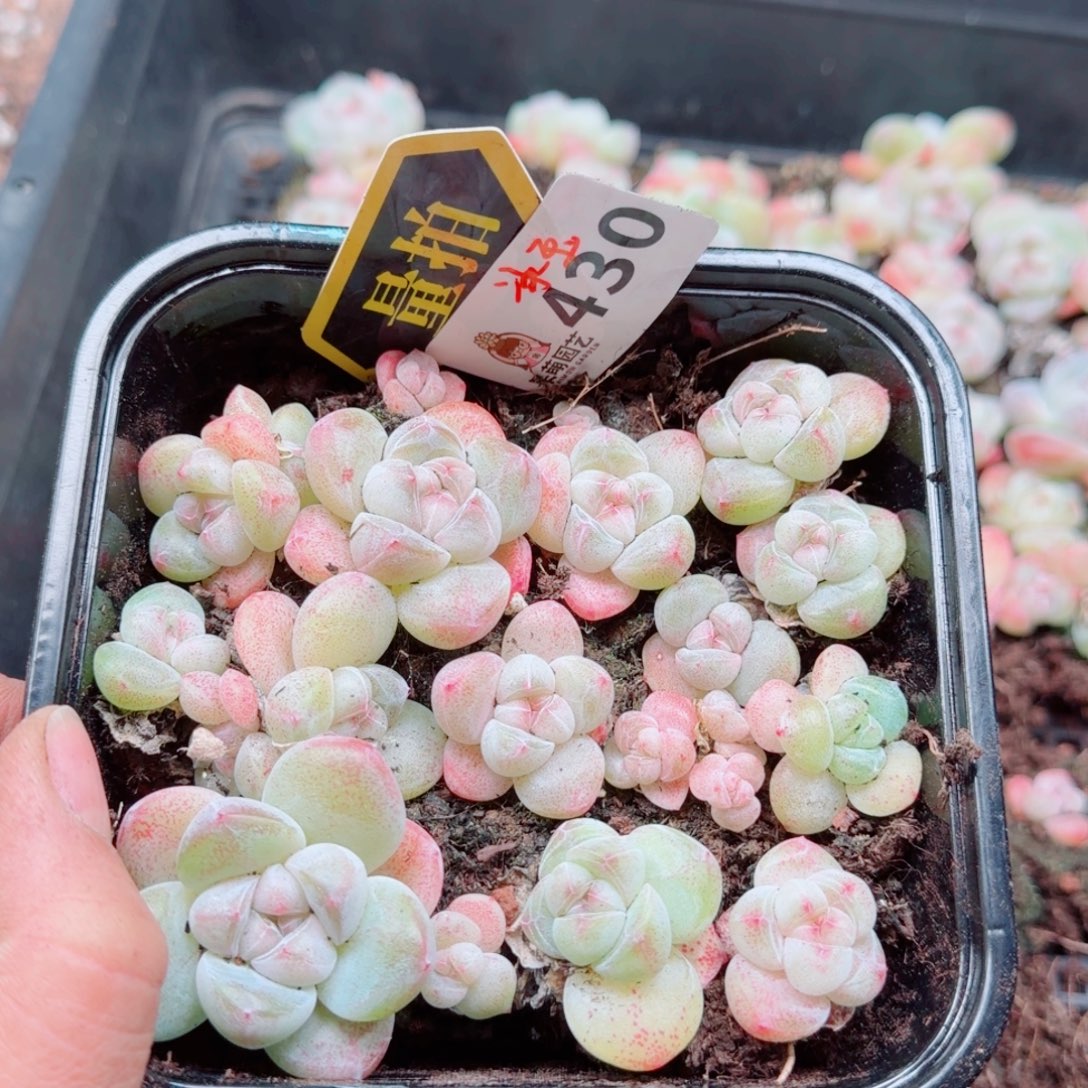 多肉植物多肉植物
