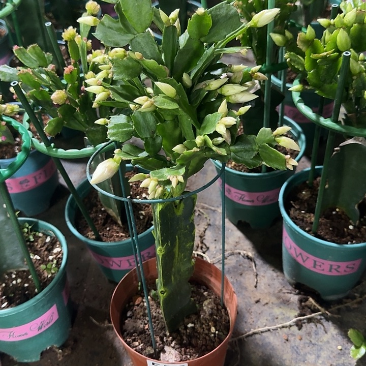 T***T大部分开放少量花苞556嫁接009