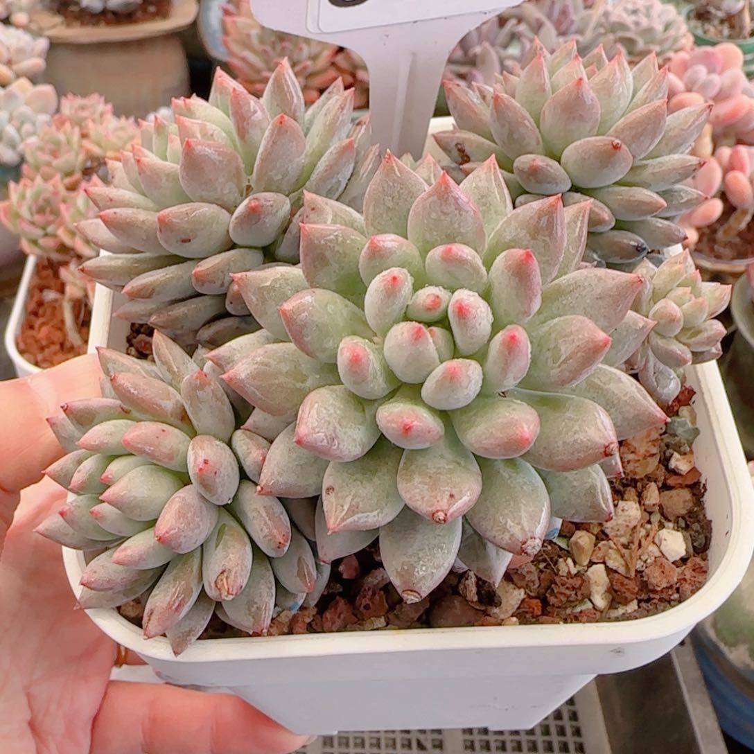 多肉植物8443……………..