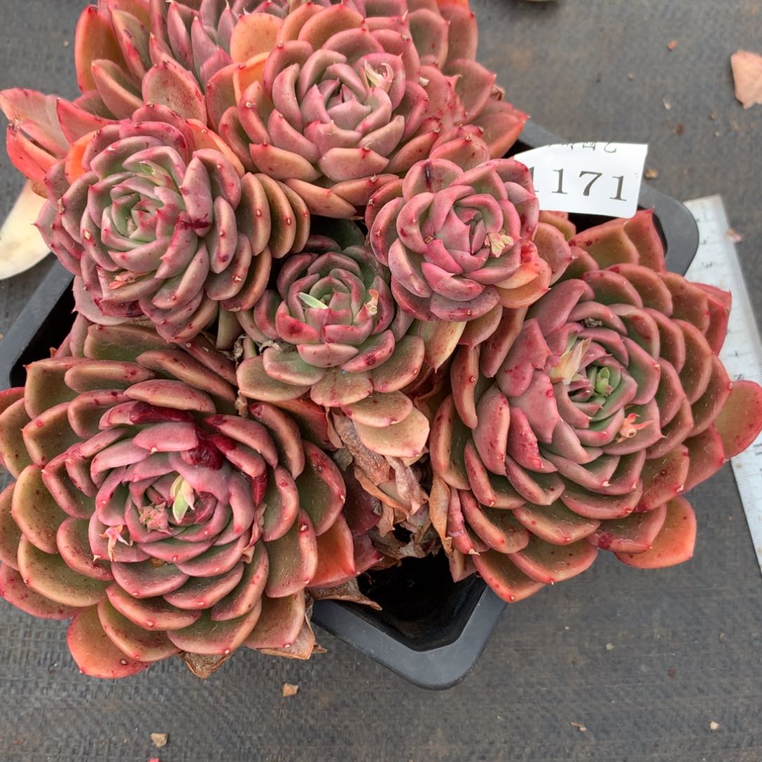 1171杂交精品基地20厘米