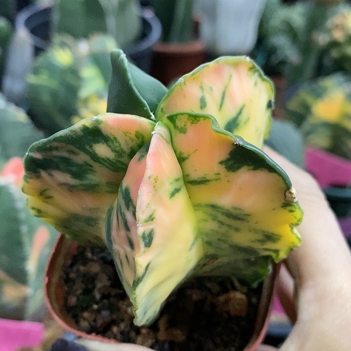 花花草草花花草草