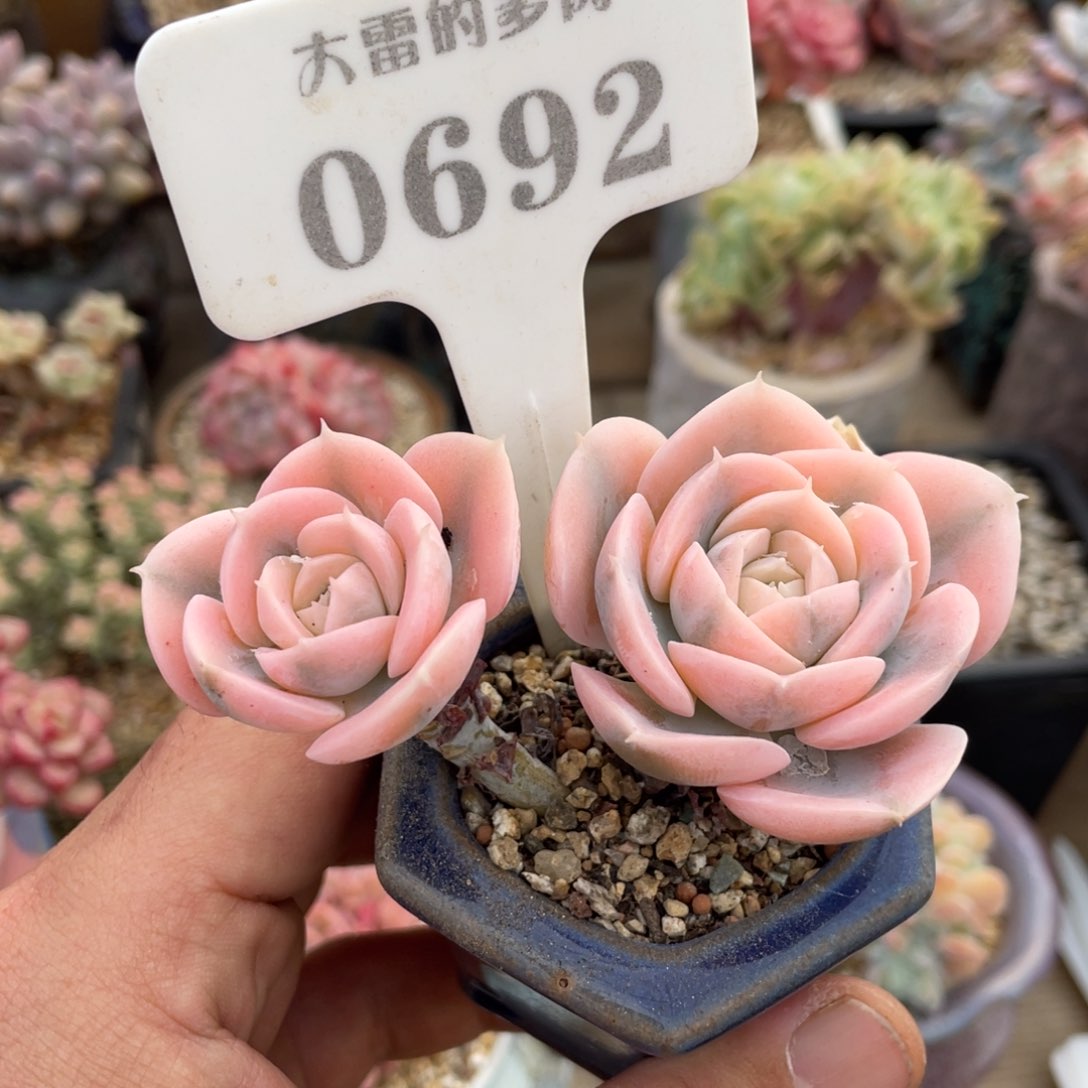 0692鲁氏锦不带盆7厘米