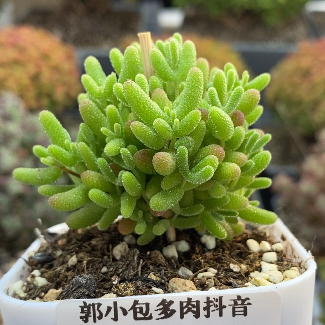 蜜橘糖球6248枝干番杏