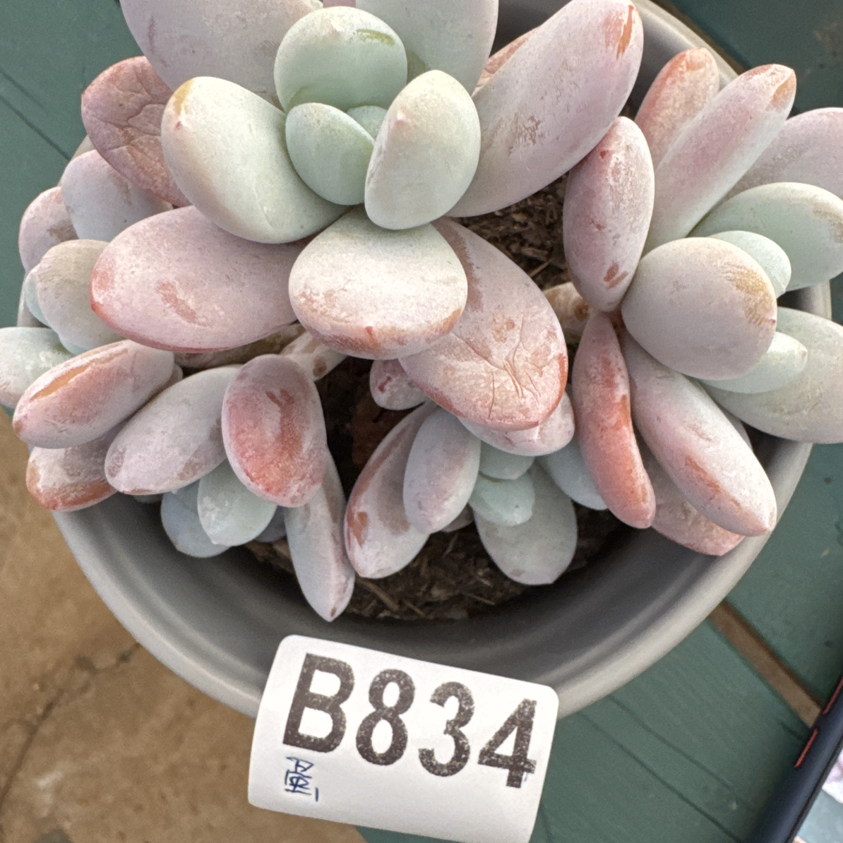 B834，蛋糕，多肉植物雪美人